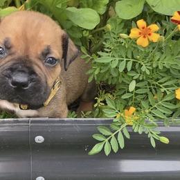 Boerboel Puppies from Silverthorne Boerboels