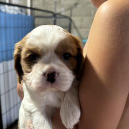 Cavalier King Charles Spaniel Puppies from Tidal Tails