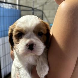Cavalier King Charles Spaniel Puppies from Tidal Tails
