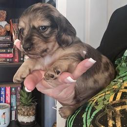 Cream dapple - Dapple male Dachshund puppy in Port Charlotte, Florida from Vicki's Dachshund Crossing
