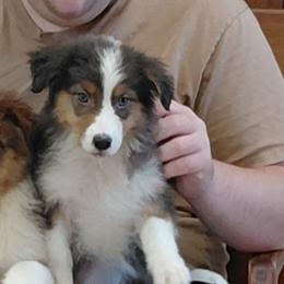 TIMMYGIRL - Black tri-color female Australian Shepherd puppy in Elk Creek, Missouri from Hearts on Fire Australian Shepherds