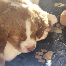 Boy puppy who is more white - White and orange male Brittany puppy in Bedford, Virginia from Woodland Brittanys