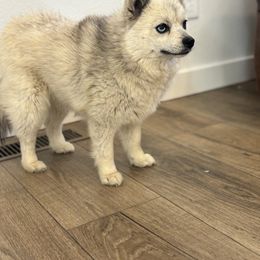 Mae - Pomsky