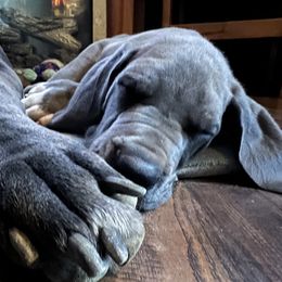 Great Danes from Blue Mountain Great Danes LLC