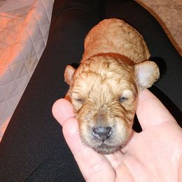 Cinnamon - Red male Shihpoo puppy in Hertford, North Carolina from Heaven Sent Shihpoo's