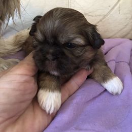 Shih Tzu Puppies from Lil' Darlin' Shih Tzus of the Virginia Blue Ridge