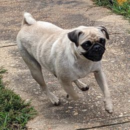 Wednesday - Pug