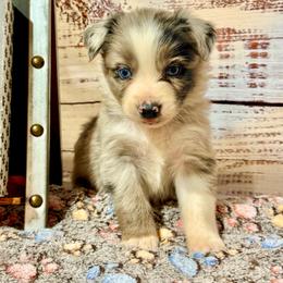 Blue male 2 - Blue merle male Miniature Australian Shepherd puppy in Lemon Cove, California from Magic Ranch Mini Aussies