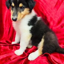 Paisley - Black white and tan female Collie puppy in Groveland, Florida from Palmhaven Collies