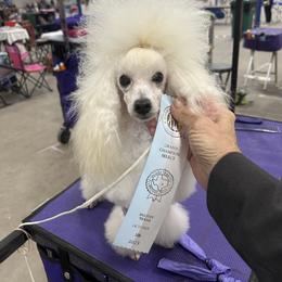 Kevin - Poodle