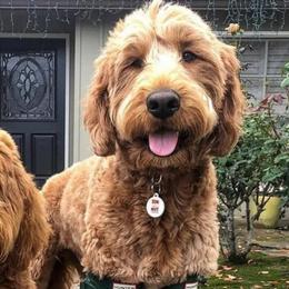 Goldendoodles from Designer doodles
