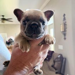Brennan - Fawn male French Bulldog puppy in Delhi, Louisiana from 4T Ranch