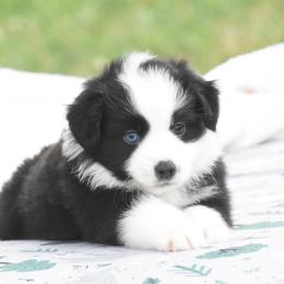 Endgame - Black male Toy Australian Shepherd puppy in Chickasha, Oklahoma from Rustic Lace