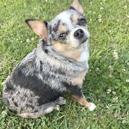 Chihuahua puppies from Guys Cajun Paws