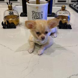Tiny Grace 4300 - Cream and white female Chihuahua puppy in Burleson, Texas from Tiny Diiamond Chihuahua