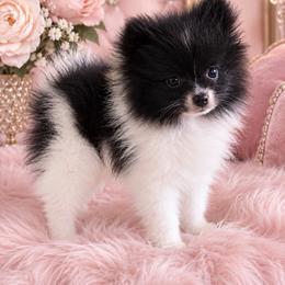 Black and white parti female - Black parti female Pomeranian puppy in Jacksonville, North Carolina from Pomeranians DelReal