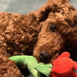 Poodles from Robinsnest Poodles