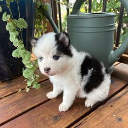 Rum - Black and white male Pomsky puppy in Mc Minnville, Oregon from West Coast Pomskies