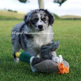 Barbados - Blue merle Miniature American Shepherd puppy in Kamuela On The Big Island, Hawaii from Royal Hawaiian Aussies LLC