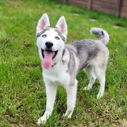 Lilly - Gray and white female Siberian Husky puppy in Grayson, Kentucky from Kentucky Huskies