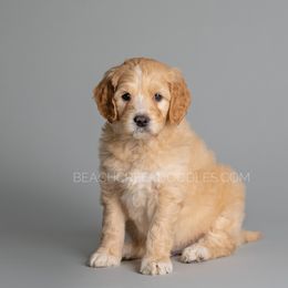 Bernedoodle and Goldendoodle Puppies from Beach Creek Kennel