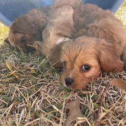 Cavapoo and Shihpoo Puppies from Haus of Doodles