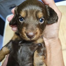Chloé - Chocolate and tan female Dachshund puppy in Orlando, Florida from Small Batch Doxies