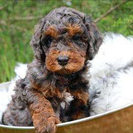 Hank - Sable male Aussiedoodle puppy in Missouri from Husky Hill Kennel