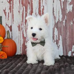 Pedro - White male West Highland White Terrier puppy in Goshen, Indiana from Linda’s Lovable Pups