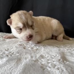 Buck (nickname) - Red and white male Siberian Husky puppy in Fairborn, Ohio from Haven of Free Spirits