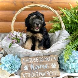Bernedoodle and Whoodle Puppies from Genesis Family Farm