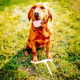 Jessie - Labrador Retriever