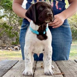 German Shorthaired Pointer Puppies from Dem Feuerhaus Gun Dogs