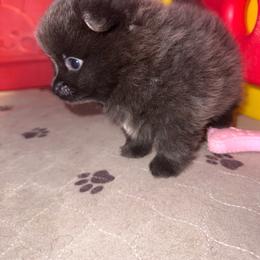 Cole - Blue male Pomeranian puppy in Tucson, Arizona from Pomutopia