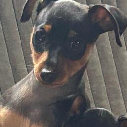 Blitz - Black and tan male Miniature Pinscher puppy in Fall City, Washington from Davilg Miniature Pinschers