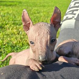 Royalty Reigns Unbreakable Onyx - Bronze male Xoloitzcuintli puppy in Ethridge, Tennessee from Royalty Reigns Xolos