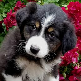 Australian Shepherd Puppies from Crystal Peak Australian Shepherds