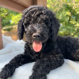 Oliver - Black male Goldendoodle puppy in Osage City, Kansas from Golden Ridge Goldens