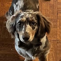 Loki - Dachshund