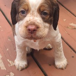 English Springer Spaniel Puppies from Homegrown Springers