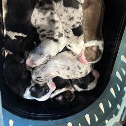 Navy blue - Blue merle male Miniature Australian Shepherd puppy in Arizona from Country Charm Mini Aussies