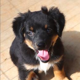 Poppy's Minimal White BTF - Black tri female Toy Australian Shepherd puppy in Leighton, Alabama from Isbell Land & Livestock, LLC