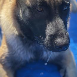 Belgian Malinois All Grown Up from Bayou State Malinois