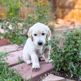 Golden Retriever Puppies from Golden Legacy Retriever Project