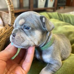 Grumpy - Blue fawn male French Bulldog puppy in Rathdrum, Idaho from Smart Pomskies and Frenchies