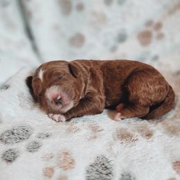 Strider - Red  male Goldendoodle puppy in Austin, Texas from Cedarcrest Goldendoodles