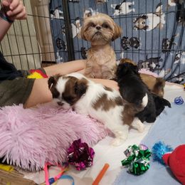 Shih Tzu Puppies from Chimera Shih Tzu