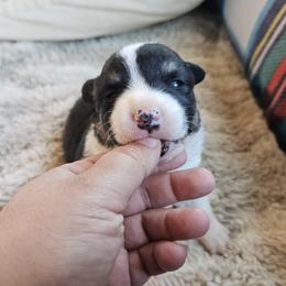 AKC - Quad Clear Tri Colored - Boy 3 - Black and white male Cardigan Welsh Corgi puppy in Tombstone, Arizona from WeVolution Off-Grid