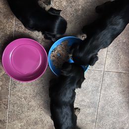 Yorkshire Terrier Puppies from Joy Riley's Yorkies