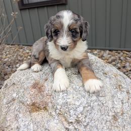 Macy - Blue merle female Bernedoodle puppy in Beach City, Ohio from Blue Cloud Doodles